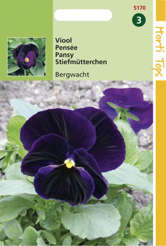 Violet, Pansy Berna Berwacht (Viola wittrockiana)